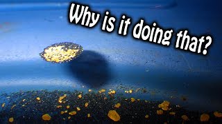 Floating gold phenomenon