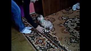 Nestor 4 Tygodniowy Amstaff Nauka Komendy Siad I Podaj Łapę