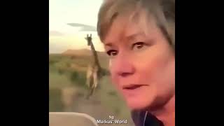 Giraffe - Edit (Africa)