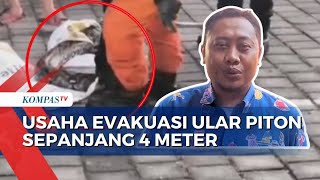 Ular Piton Sepanjang 4 Meter Dievakuasi dari Pemukiman di Surabaya, Sering Mangsa Ayam & Burung