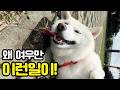 여우만 왜 그런걸까요? ᅲᅲ