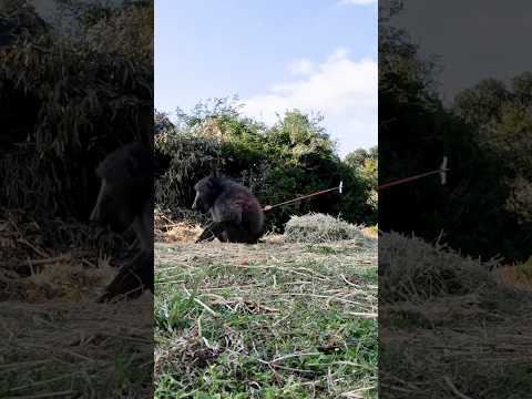Giant Baboon  Speed Broadhead Test