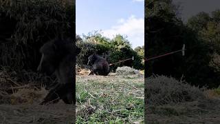 Giant Baboon  Speed Broadhead Test