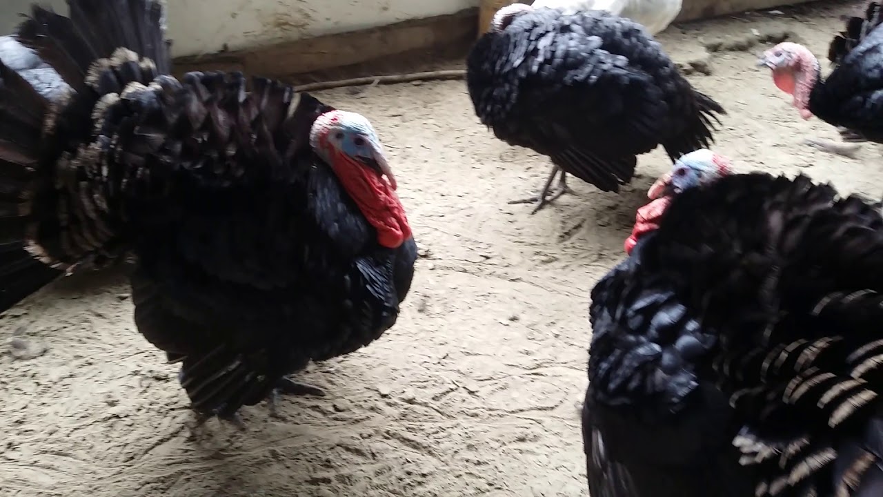 Royal Turkey Farm & Hatchery YouTube