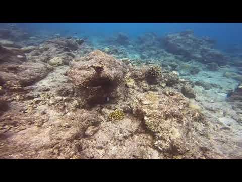Video: Vad är Intressant Med Dykning På Maldiverna