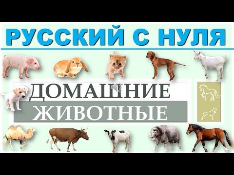 Русский язык с нуля. Домашние животные. РКИ для всех