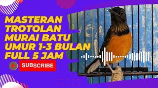 Masteran trotolan murai batu umur 1-3 bulan full 5 Jam