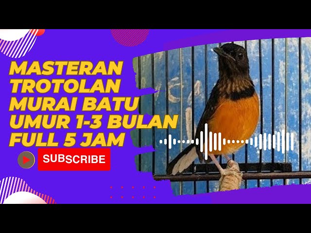 Masteran trotolan murai batu umur 1-3 bulan full 5 Jam class=