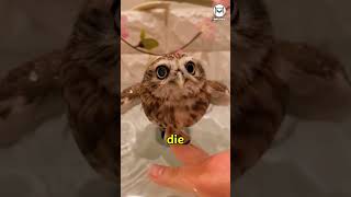 🦉🦉Kannst du deinen Kopf um 270 Grad drehen