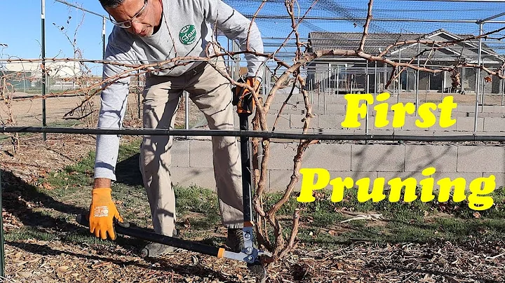 Pruning 1 Year Old Grapevines | Spur and Cane Prun...