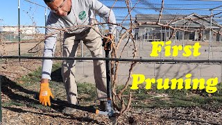 Pruning 1 Year Old Grapevines | Spur and Cane Pruning in Year 1