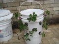 Off-Grid Self-Watering Container Gardening System: The Ultimate Container