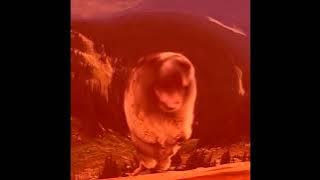 [Re-Upload] (YTP) -- Screaming Marmot Creams for Ice Scream