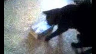 Cat trying to steal milk by thetinar 230 views 16 years ago 43 seconds