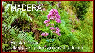 🇵🇹 MADERA • Rajska Dolina - Ukryty las, pełen zielonych odcieni