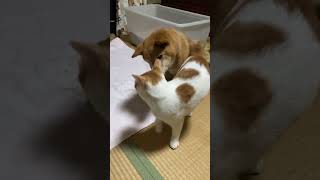 Loving Dog and Cat in Unison