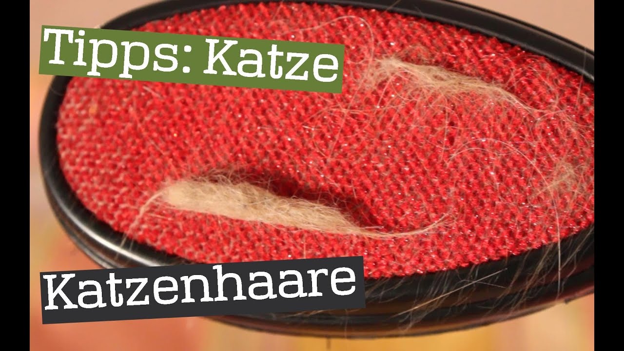 Katzenhaare entfernen leicht gemacht | Anleitung