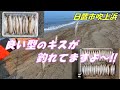 吹上浜での【キス釣り】良型キスが釣れていますよ～!!