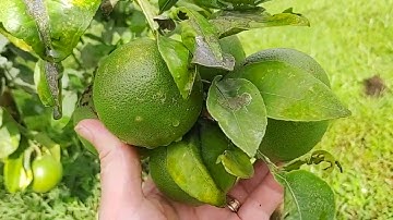Growing Ruby Red Grapefruit trees from seed.