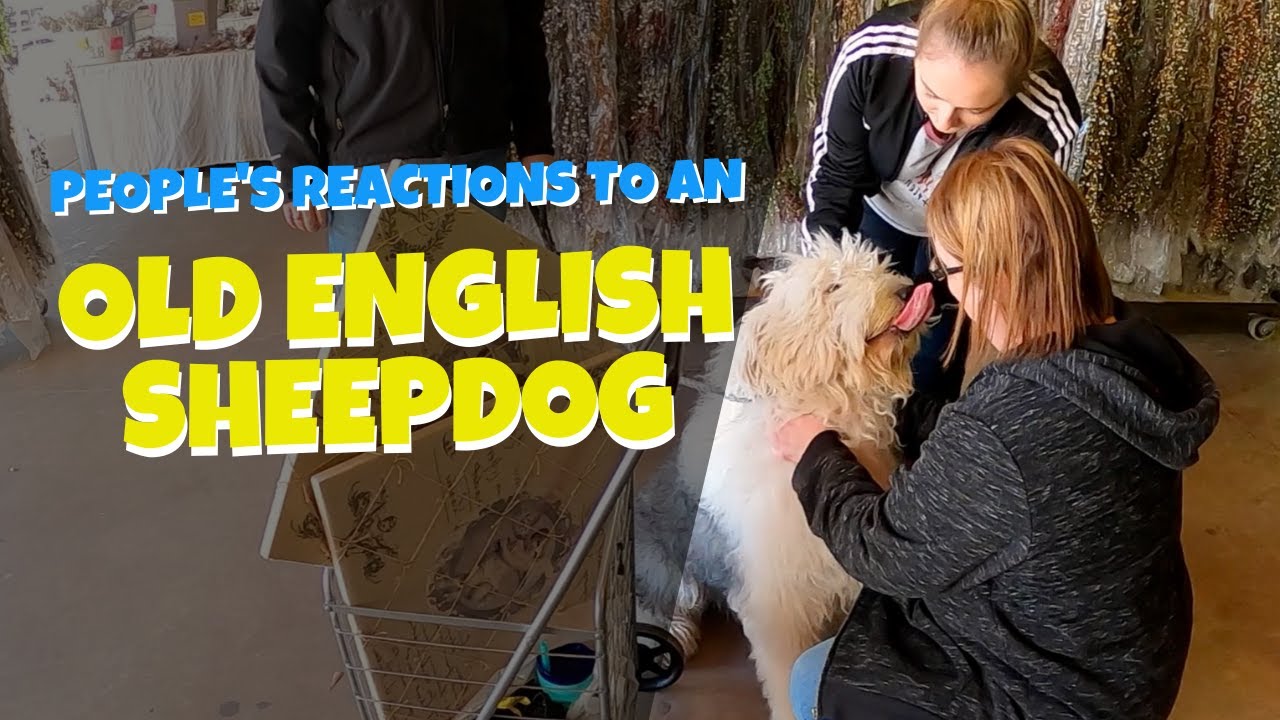 Old English Sheepdog goes to Market | Ed&Mel