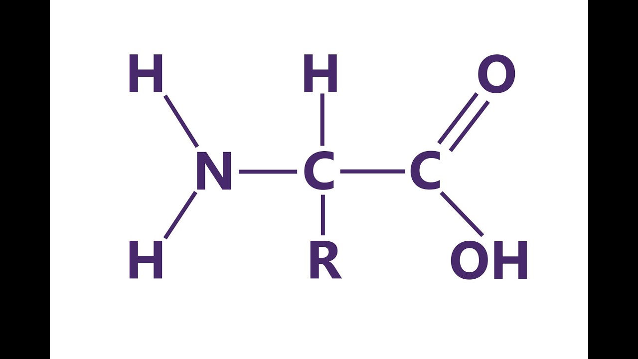 Basic Amino Acid Structure YouTube