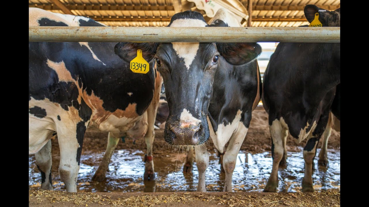 عمليه تحميل العجول الرضيعه علي ابقار ذات ادرار عالي