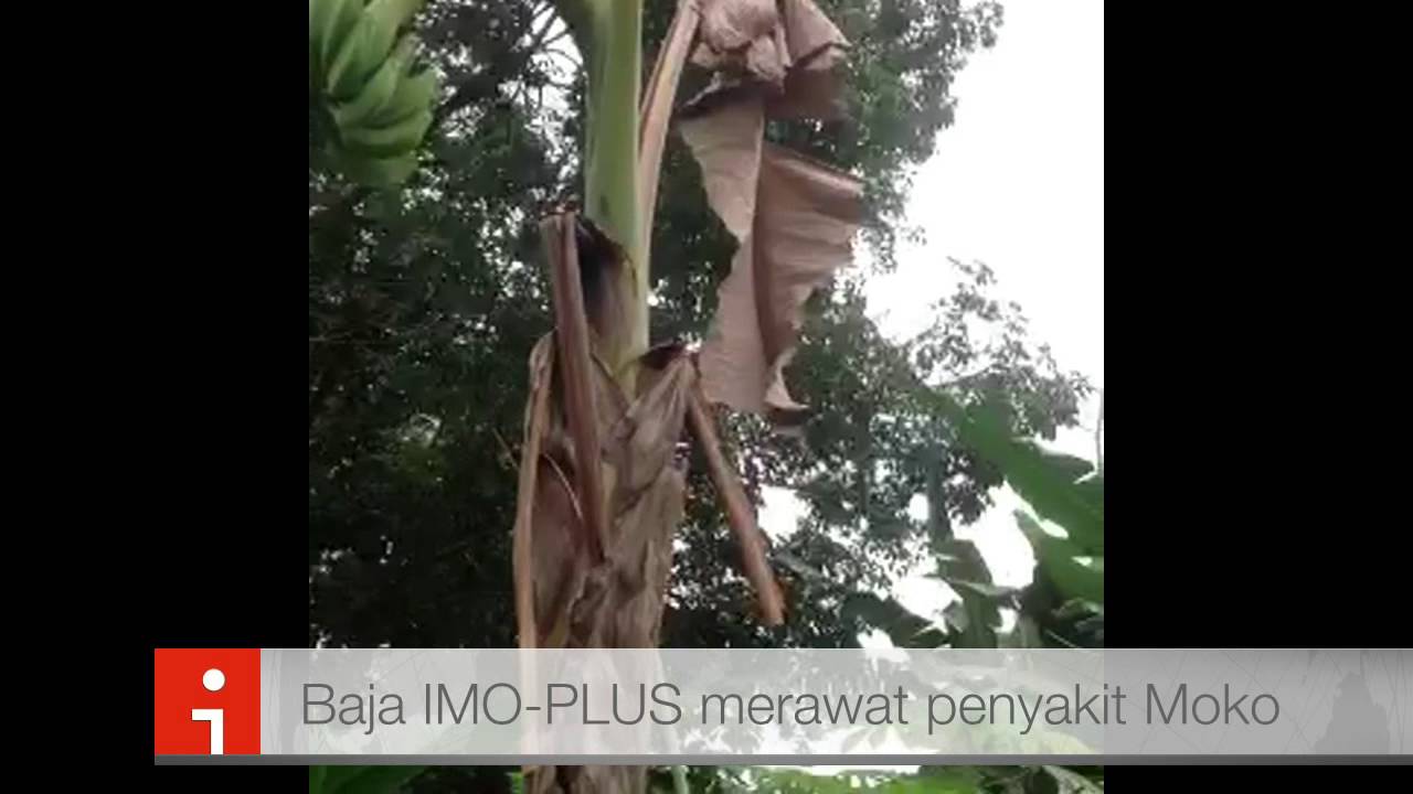 Pencegahan Dan Rawatan Penyakit Moko Pisang