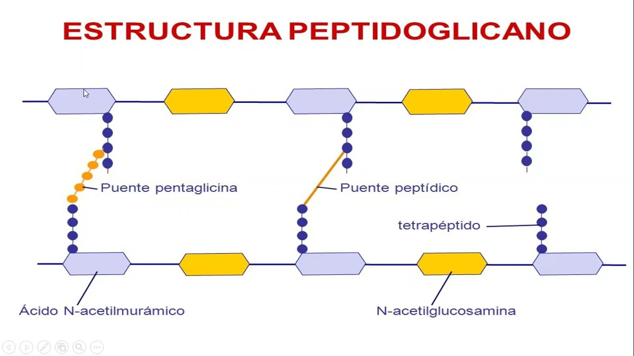 INTRODUCCIÓN A LA MICROBIOLOGÍA — Transcript