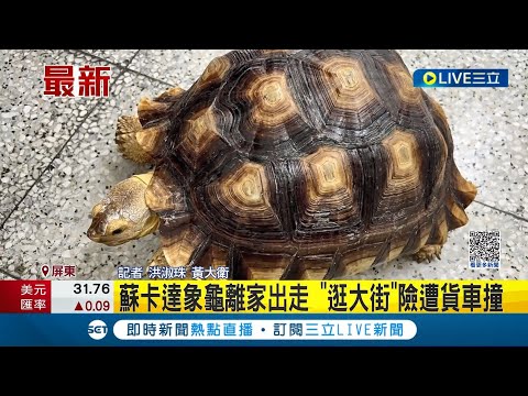 蘇卡達象龜離家出走! 大馬路上"逛大街"險遭撞 好心貨車駕駛將象龜送往派出所｜記者 洪淑珠 黃大衛│【LIVE大現場】20230808│三立新聞台