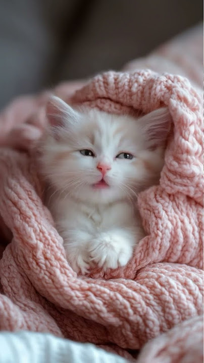 A cute cat is wrapped in a pink cot #cute #catlover #lipsync #kitten #foryou
