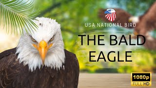The Bald Eagle | United states national birds | EyesCool Wildlife | bald eagle sound america . by EyesCool 4 views 1 year ago 10 minutes, 23 seconds