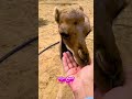 جاني حوار صغير وبدأت ألع ب معه بيدي