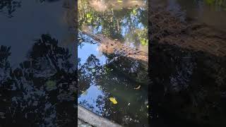 Agro the largest saltwater crocodile at The Unitech Rainforest Habitat #rainforest #unitech #nature
