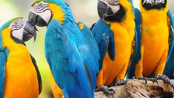 13 سورة الرعد بصوت القارئ سعد الغامدي