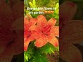 Lily Flower Shorts Viral Video Orange Lily Flowers Beautiful Lilium Love Laniwonderwoman 