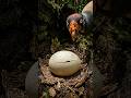 King Vulture Egg Hatching Timelapse — 56 Days in 27 Seconds 🐣👑