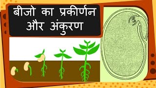 Science Plant Reproduction Seed And Germination Hindi Youtube