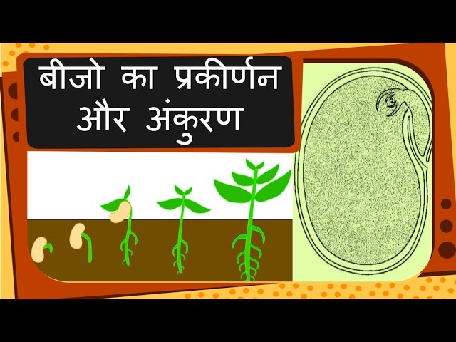 Science Plant Reproduction Seed And Germination Hindi Youtube