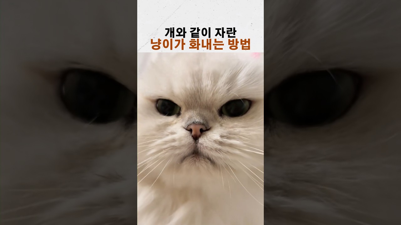 개와 함께 자란 고양이가 화내는 방법 ㅋㅋ