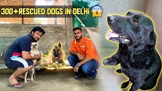 Delhi Couple spends 11 Lakhs a Month For 350+ Rescued Dogs (Earthlings Trust)