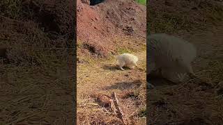 #viralvideo🥰 #funny🤣 #trendingvideo 😈😈#mini Blog dog 🐶