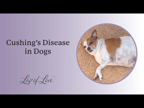 dr.-mary-discusses-cushing
