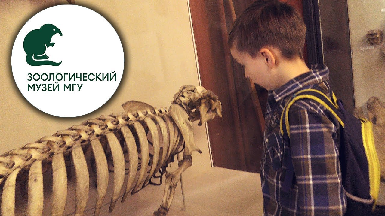 Скелет Спинозавра в зоологическом музее в Москве. Nazarov Zoological Museum of Moscow State University herpetology.