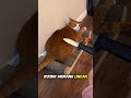 Kenapa Kucing Suka Bereaksi Lebay Saat Diajak Main?