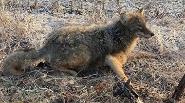Checking The Trapline    Trapping Indiana Coyotes 1/4/22