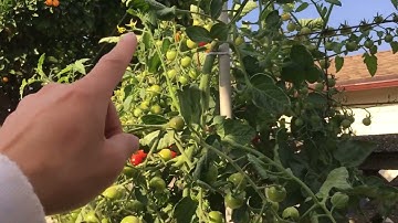 Hạt giống cà chua chuỗi ngọc siêu ngọt