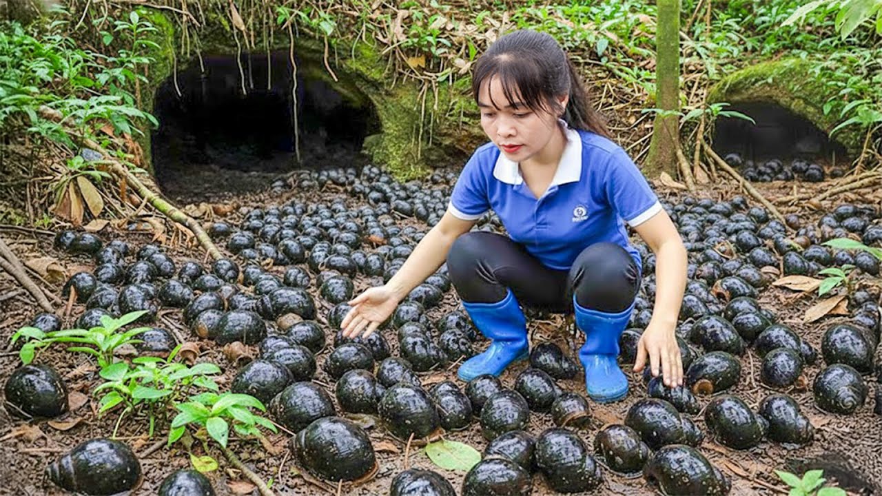 Capturei Centenas de Quilos de Caracóis Negros Gigante e Levei ao Mercado – Vida Isolada na Floresta