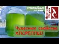 Не забудьте о хлорелле!!!! Все нюансы использования и выращивания хлореллы дома.