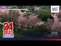 Kalsada sa Impasug-ong, Bukidnon, tadtad ng mga punong mala-cherry blossoms | 24 Oras Weekend