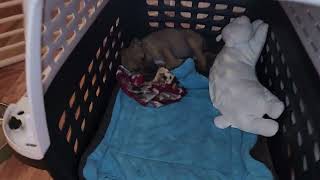 AKC STAFFORDSHIRE BULL TERRIER PUPPIES napping! by shastastaffordsanddobermans 153 views 1 month ago 41 seconds
